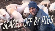 SCARED OFF BY PIGS !