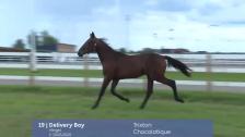 # 19 - Delivery Boy