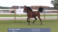 # 68 - Tilde Halbak