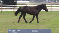 # 66 - Lystad Hugin